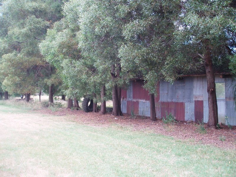 Spring Waters - Lovely Blackwood Trees and old shed