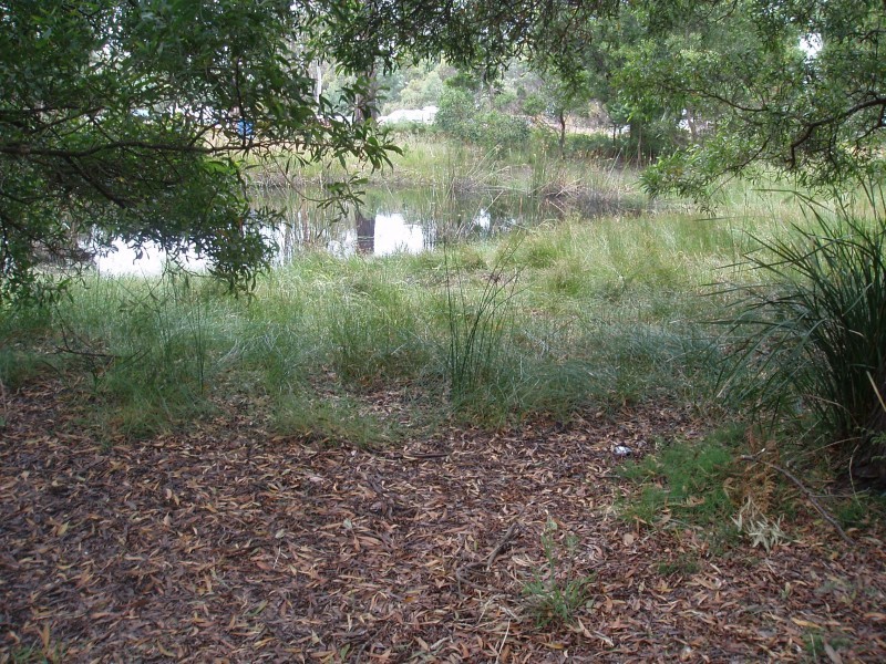 Spring Waters - The overgrown dam