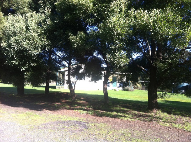 Spring Waters - through the Blackwood Trees to Trent's house