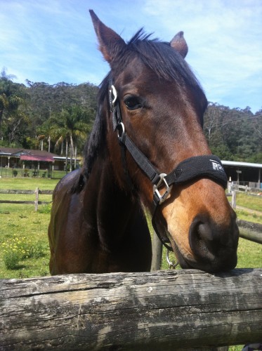 Aggy the horse comes to Mt Direction, Tasmania