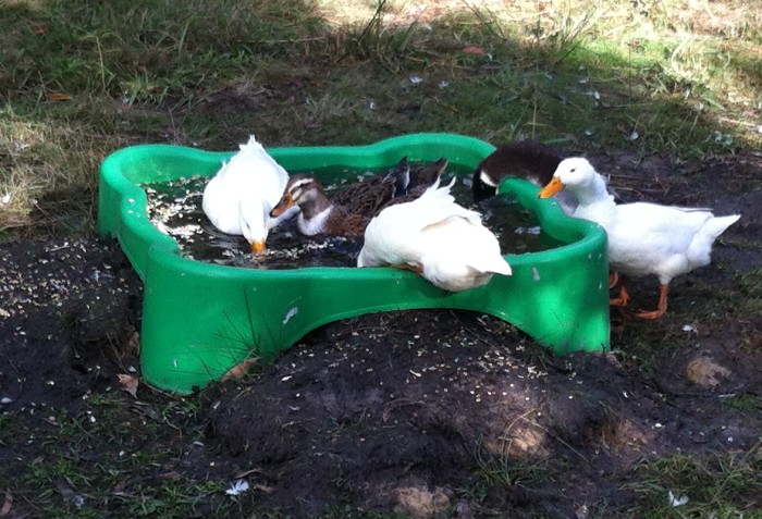 ducks swimming pond (child's sand pit) - 5 ducks just about fill it up