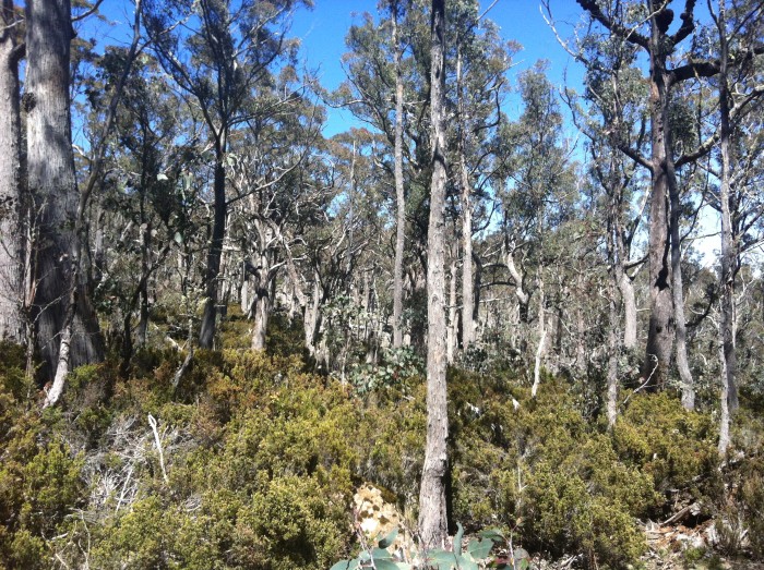 Scraggly trees on the way to Ben Lomond