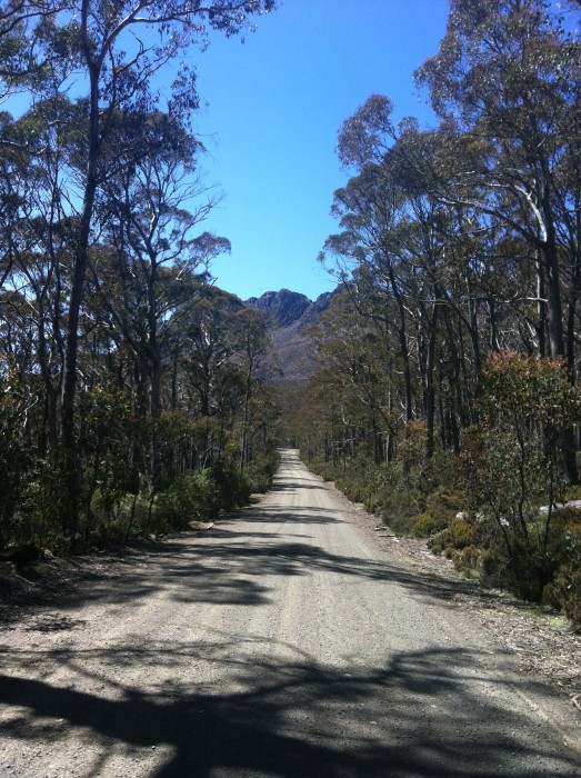 Dirt road through the eucalypts with high peaks far above