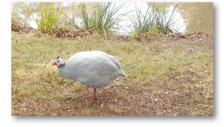 Facts on how to care for Guinea Fowl