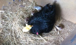 Mother hen & duckling