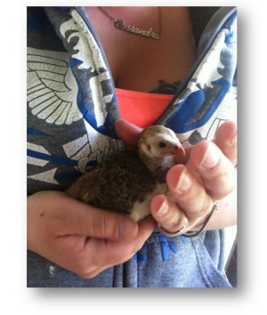 Baby Guinea Fowl - Keet 2 weeks old