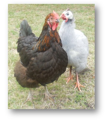 Learn about Lavender in Guinea Fowl Facts