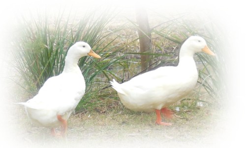 Pekin ducks wander by the dam