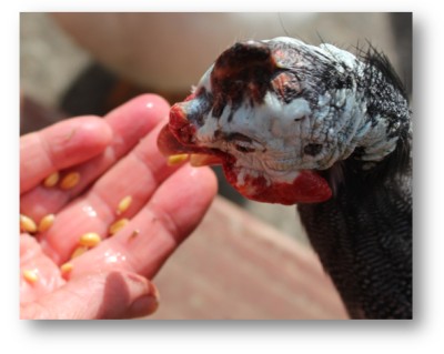 feeding a keet by hand