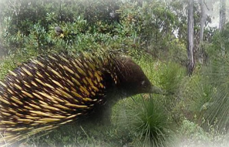 Echidna crossing