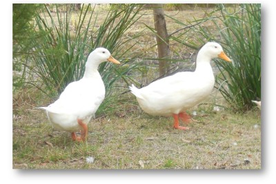 white_ducks