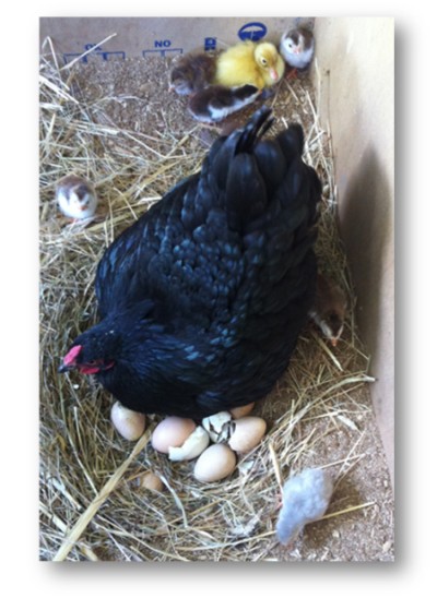 just hatched guinea fowl facts