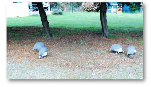 Bonded couples - guinea fowl facts