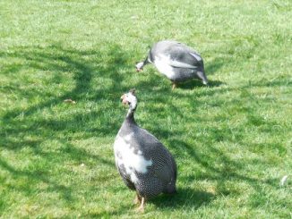 Guinea Fowl Facts: Their Love Life