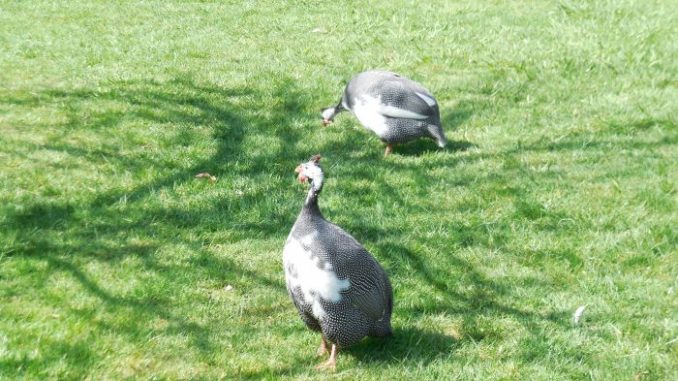 Guinea Fowl Facts: Their Love Life