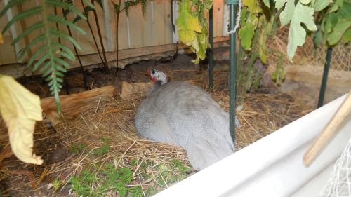 Guinea Fowl Facts - Breeding Season - Lavender sits on a clutch of eggs