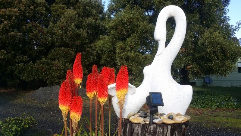 Swans with red hot pokers