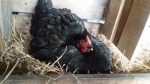 Why Chickens Go Broody and their Nature Changes?