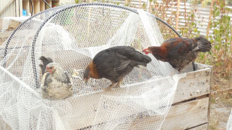 Buffy, Katie & Red check out the garden