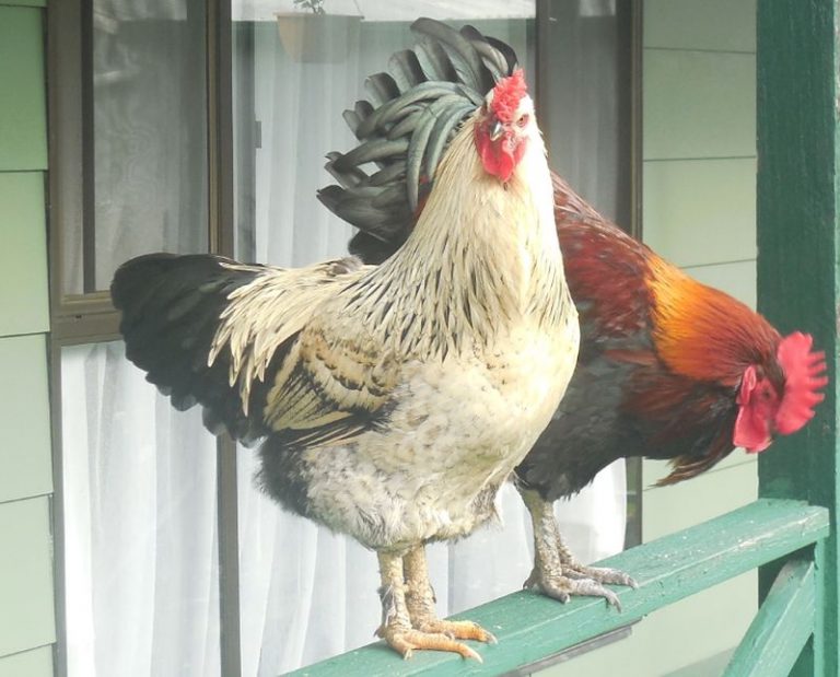Why Chickens Go Broody and their Nature Changes? Marilyn Williams' Blog!