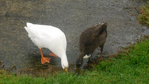 Angel & Cheese foraging