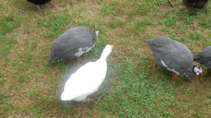 Angel with her siblings - the keets