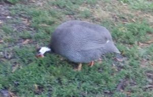 Gray a male guinea fowl