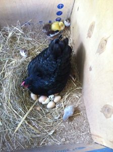 Guineas hatching