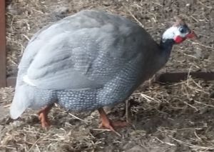 Lavender - guinea peahen