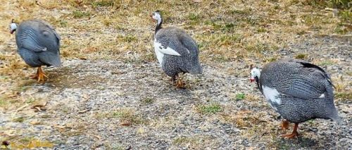 Guinea fowls - Gray, Grace & Pied