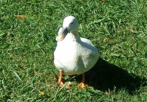 Snowy, one of my original ducks