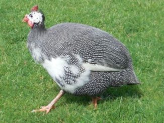 Streak - my favourite male guinea fowl