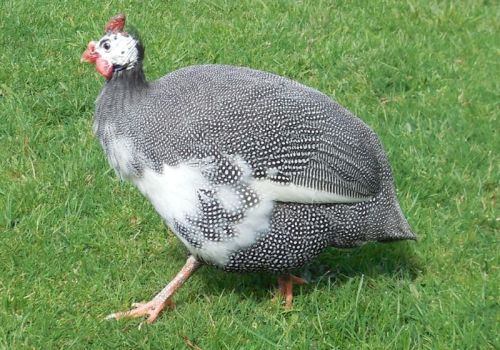 Streak - my favourite male guinea fowl