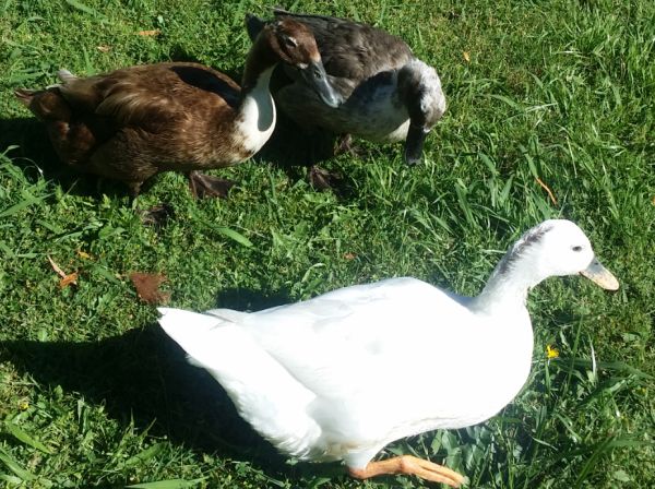 Ducks favoured by drakes