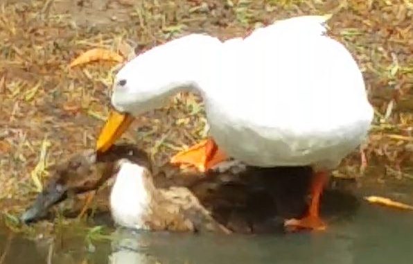 Ducks and love