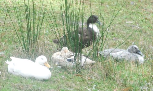 Some of my ducks