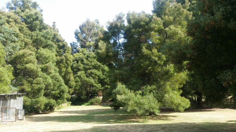 The Guinea Fowl Tree