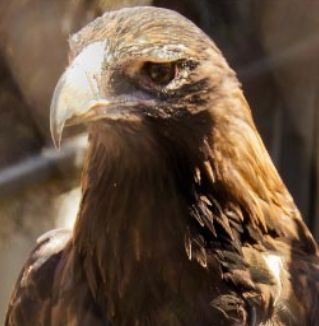 Wedge-tailed eagle Tasmania