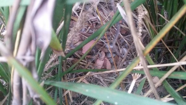 Peeping through the leaves towards the nest