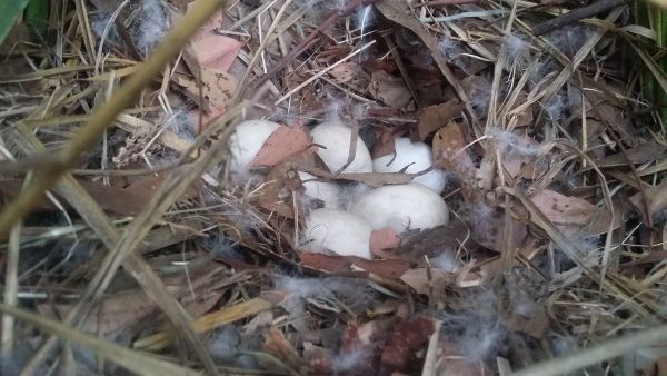 Hidden under the leaves a nice pile of eggs