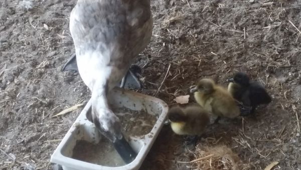 why ducks go broody Ducklings watch as mother duck feeds