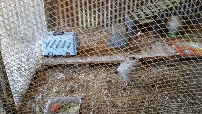 Bonding guinea fowls,, Pearll & Stirling