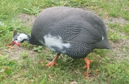 Pied - dominant guinea fowl