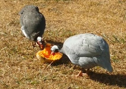 Guinea fowl individual