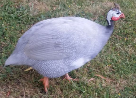 Silver my only silver or lavender guinea fowl