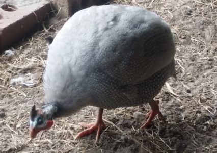 Stirling another silver coloured guinea fowl