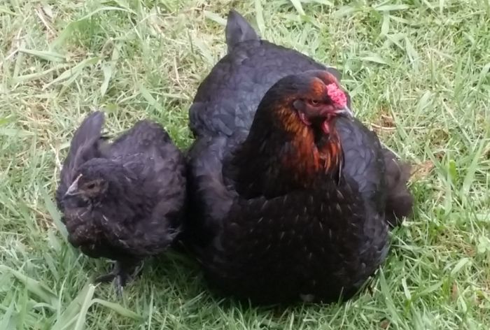 Top chook produced one shick - silhouette