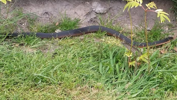 Tasmanian snakes on our property