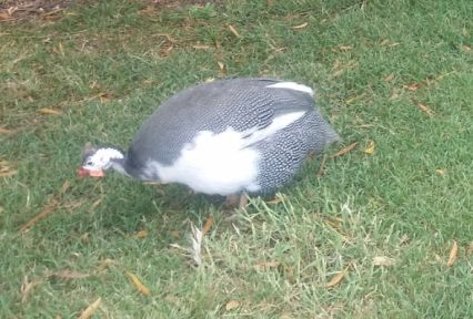 grace a femal guinea fowl