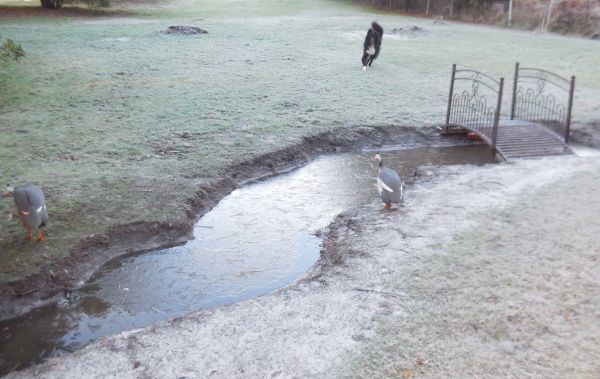 Rocky and guinea fowl examine iced overflow